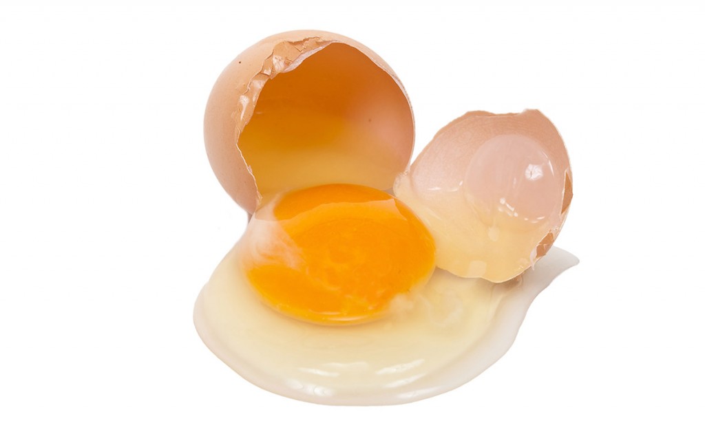 Un tresor dins d’una closca