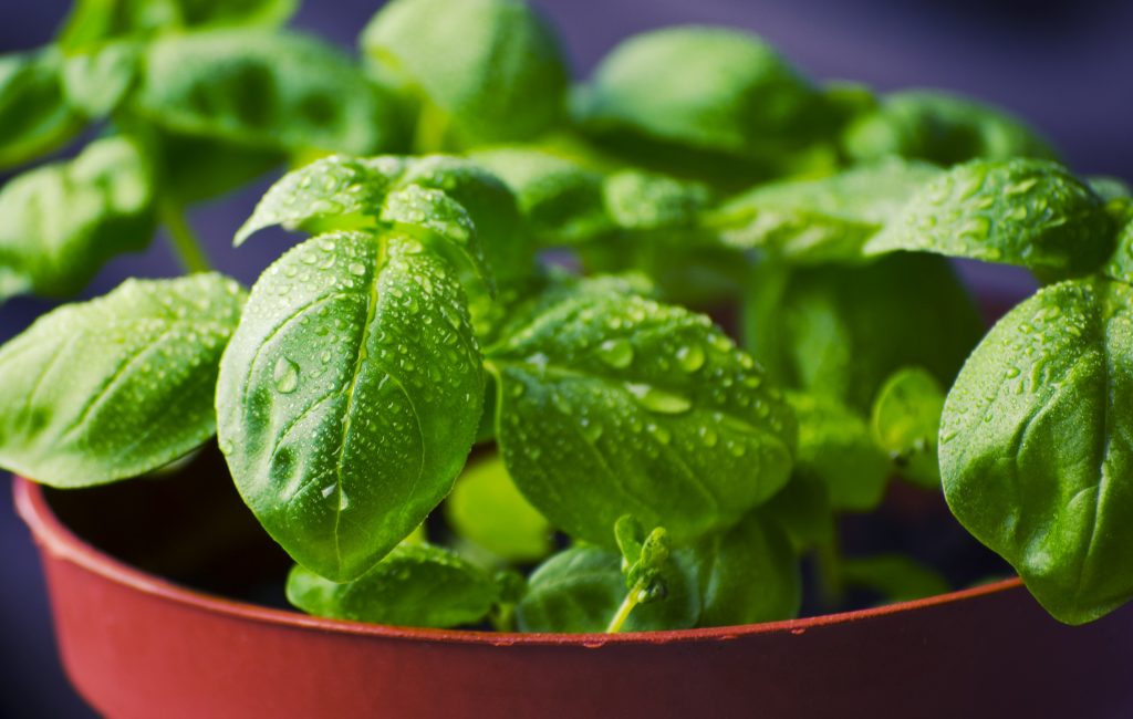 D’herba maleïda a planta sagrada…