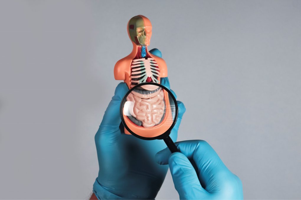 Microbiota intestinal